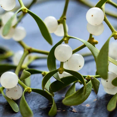 Бял имел (European Mistletoe, Viscum album L.)