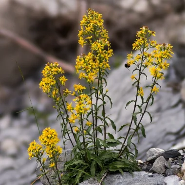 European Goldenrod (Solidago virgaurea L.)