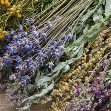 Vesselino Available Herbs List – September 2026
