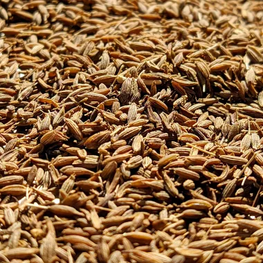 Кимион (Cumin, Cuminum cyminum L.)
