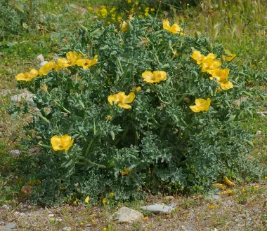 Yellow Horned Poppy (Glaucium flavum Crantz)