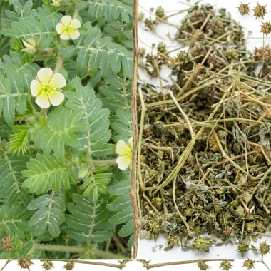 Български бабини зъби (Tribulus terrestris): качество, произход и приложения
